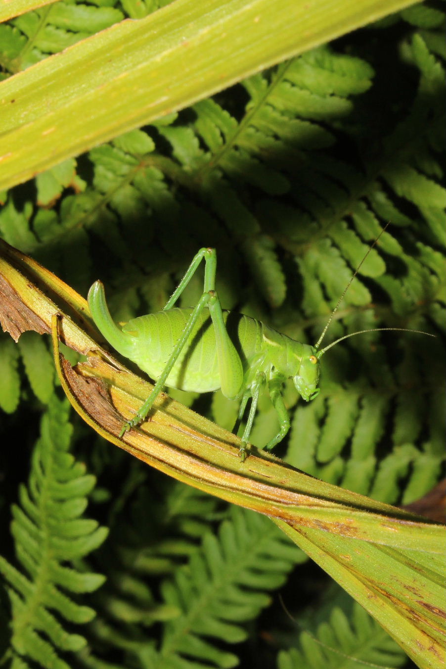 Orthoptera  da determinare-3